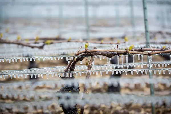 Gel sur vigne — Tarn