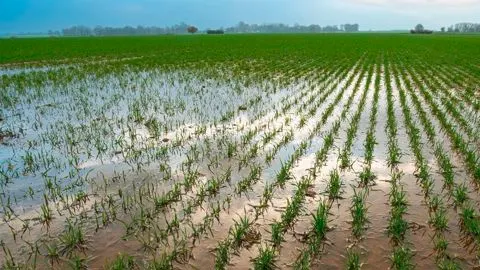 Pluie destructrice — cultures